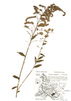 藏品(美洲一枝黃花)的圖片